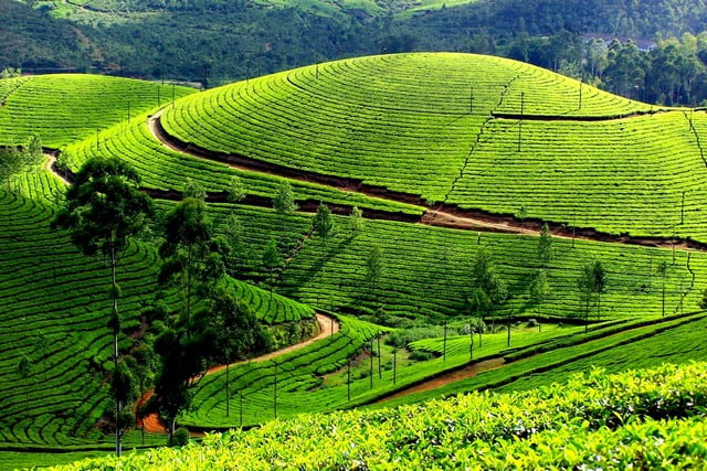 top-17-best-tourist-places-to-visit-in-kerala-with-photos Top 17 Best Tourist Places to Visit in Kerala (with Photos)