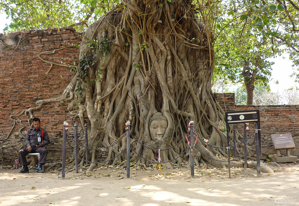 buddha-head-in-tree-roots-wat-mahathat-ayutthaya-2 Buddha Head in Tree Roots, Wat Mahathat, Ayutthaya