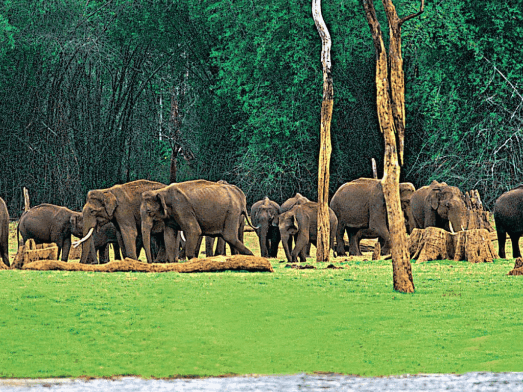 kerala-elephant-experiences-2 Kerala Elephant Experiences