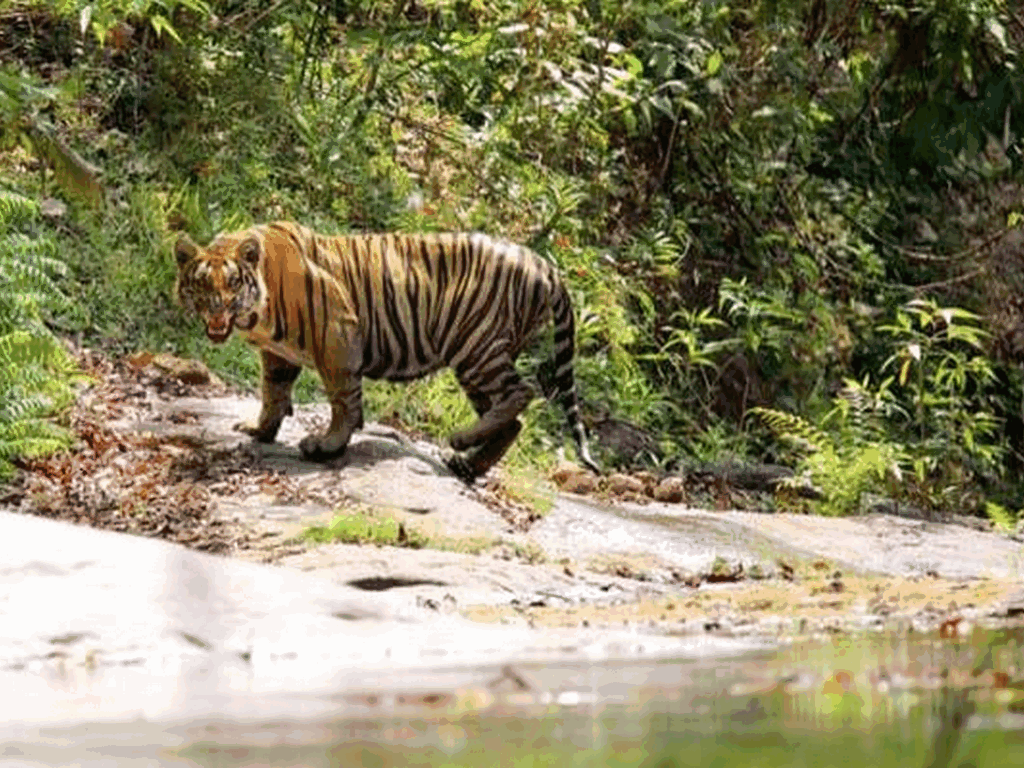 parambikulam-tiger-reserve-timing-room-booking-forest-stay Parambikulam Tiger Reserve-Timing, Room Booking, Forest Stay